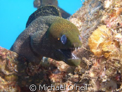 Yellow mouthed moray, Sea Tiger Wreck 100 feet, Honolulu ... by Michael O'neil 